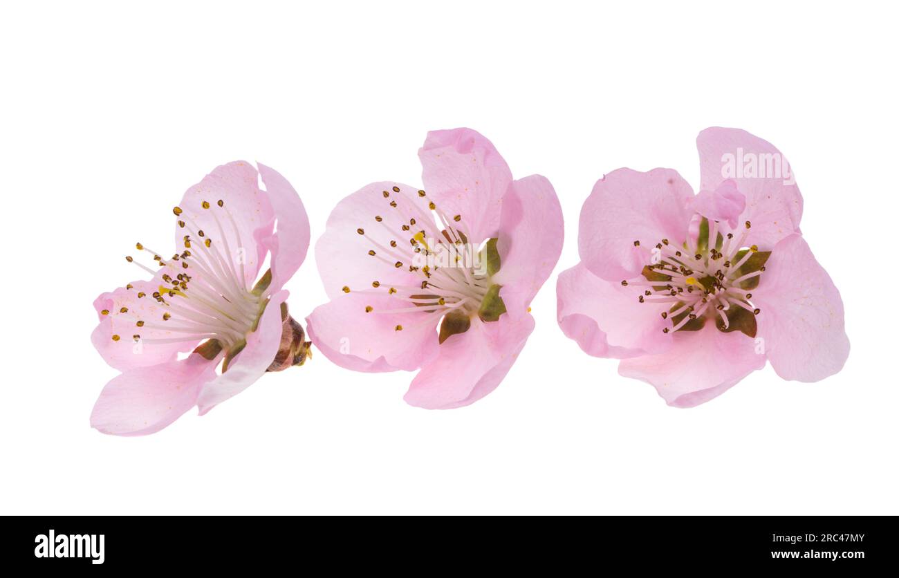 sakura flowers isolated on white background Stock Photo - Alamy