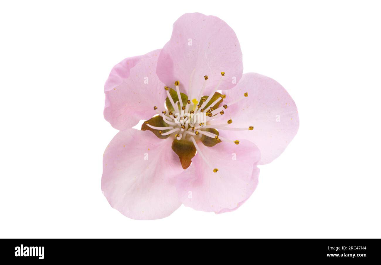 sakura flowers isolated on white background Stock Photo - Alamy