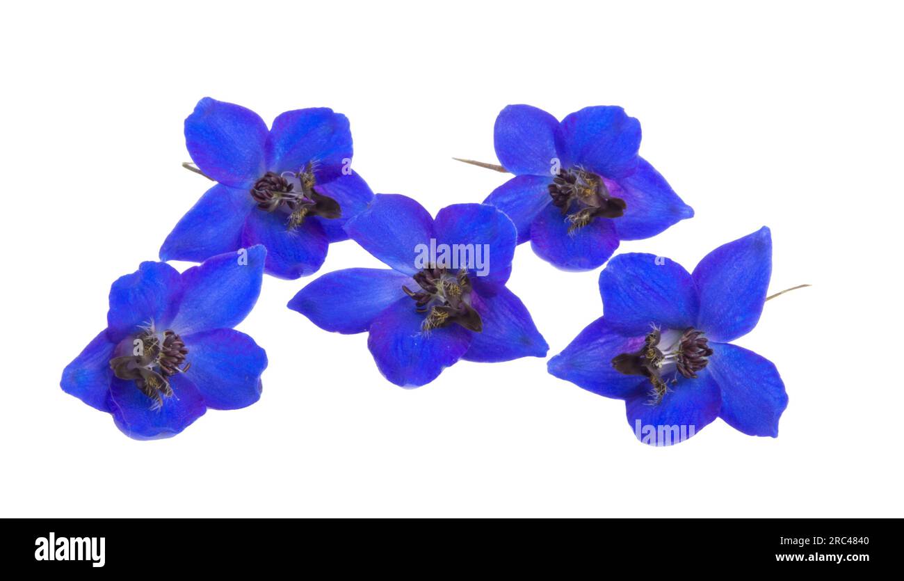 blue delphinium flower isolated on white background Stock Photo - Alamy