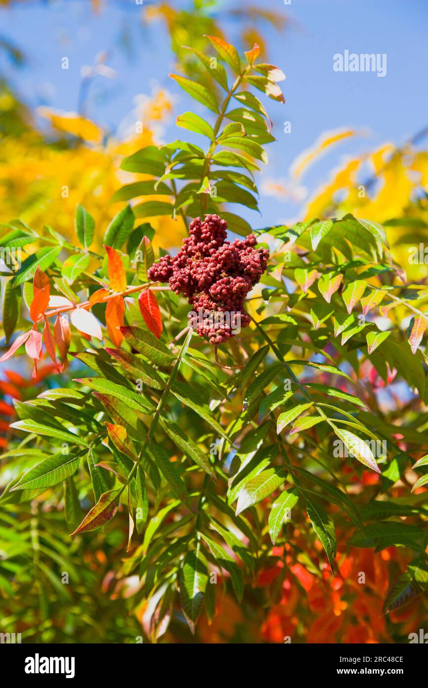 Winged sumac, Rhus copallinum, drupes of red fruit berries on leafy braches of a tree in autumn against a blue sky. Plants, Trees, Winged Sumac. Stock Photo