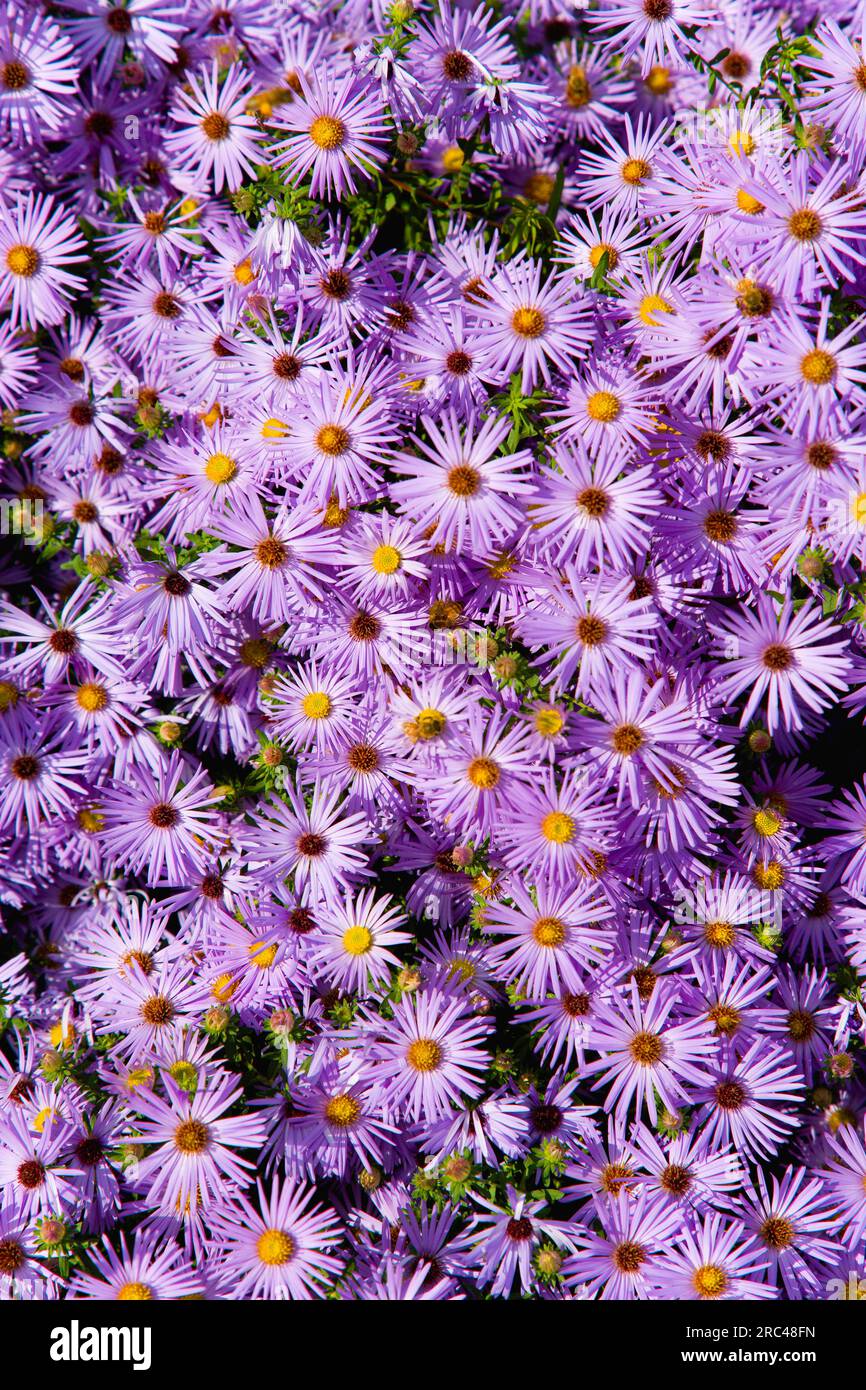 New York aster, Aster novi-belgi, massed purple flowers growing on the High Line linear park in Midtown Manhattan. Plants, Perennials, Flowers. Stock Photo