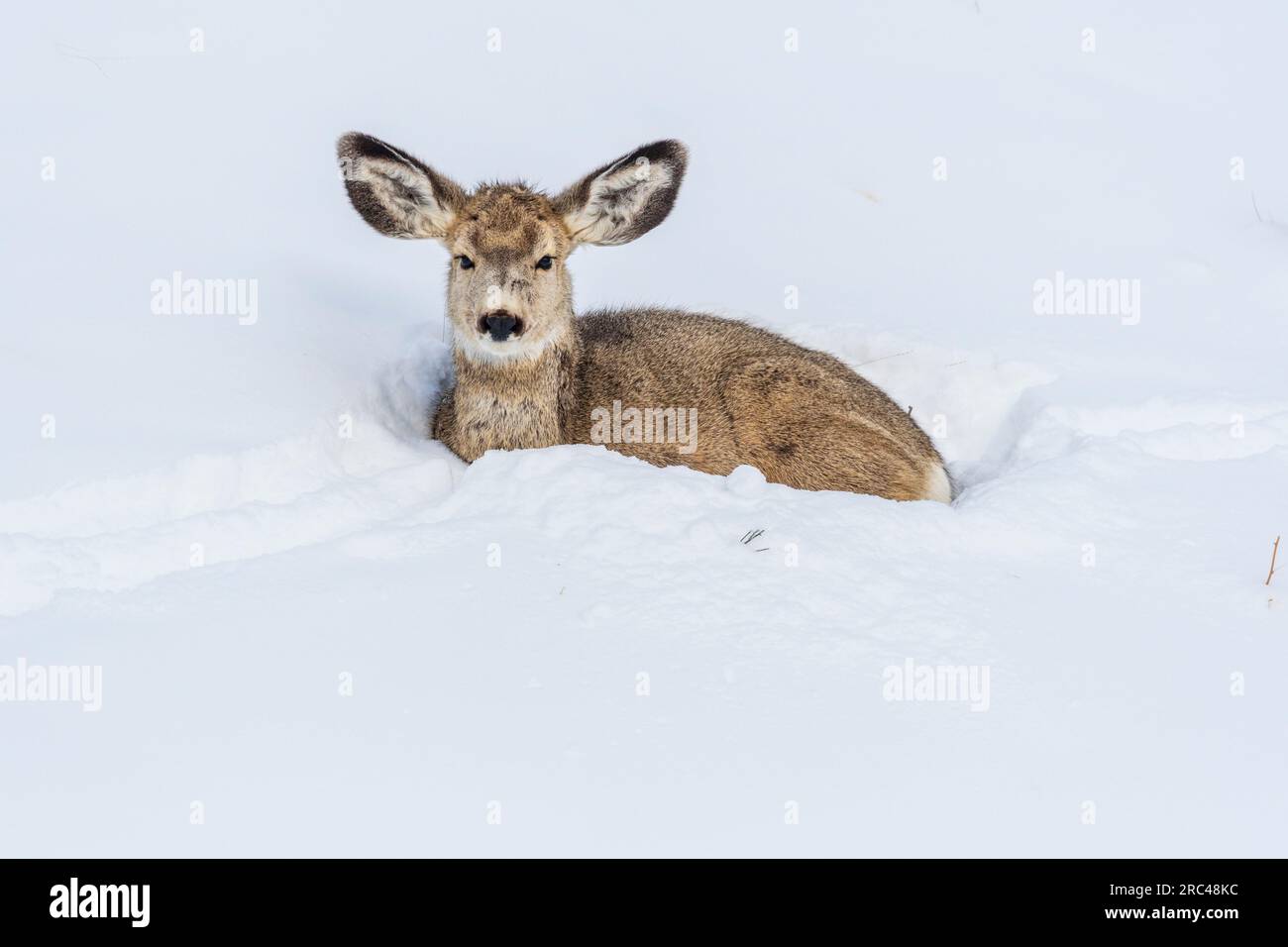 Mule Deer in Yellowstone National Park in winter. Stock Photo