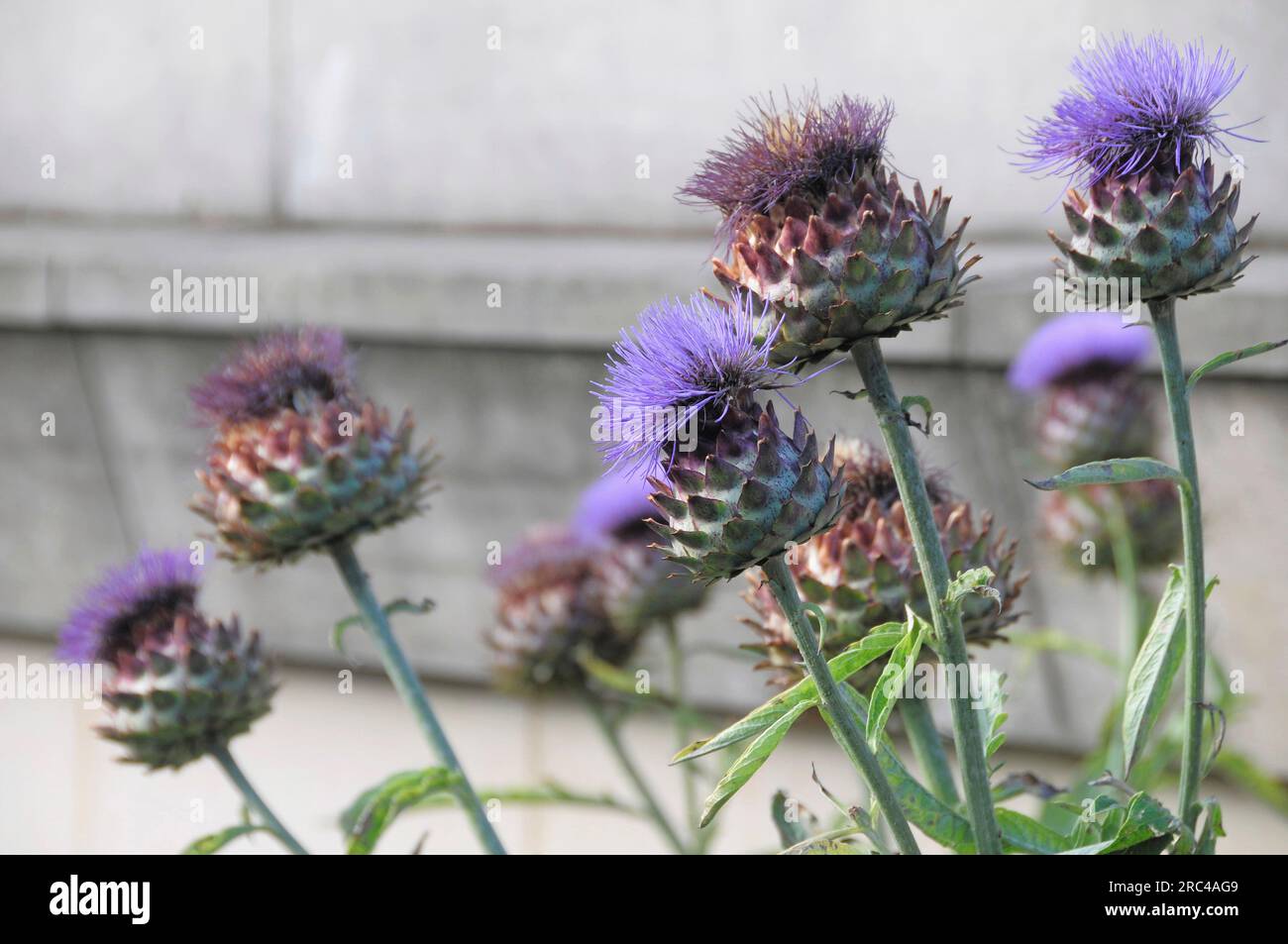 Scotland, Edinburgh, Princes Street gardens, artichoke flowers. UK, Scotland, Edinburgh. Midlothian Stock Photo