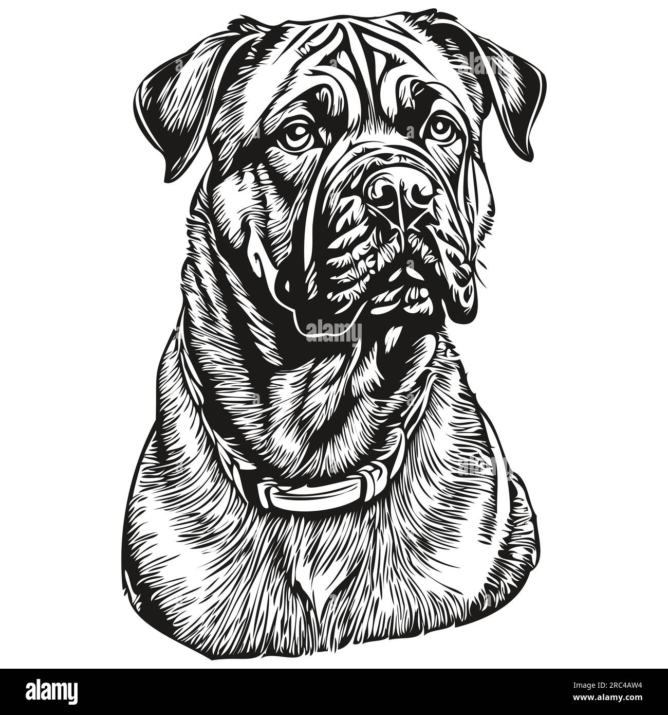 Bullmastiff dog head line drawing vector,hand drawn illustration with