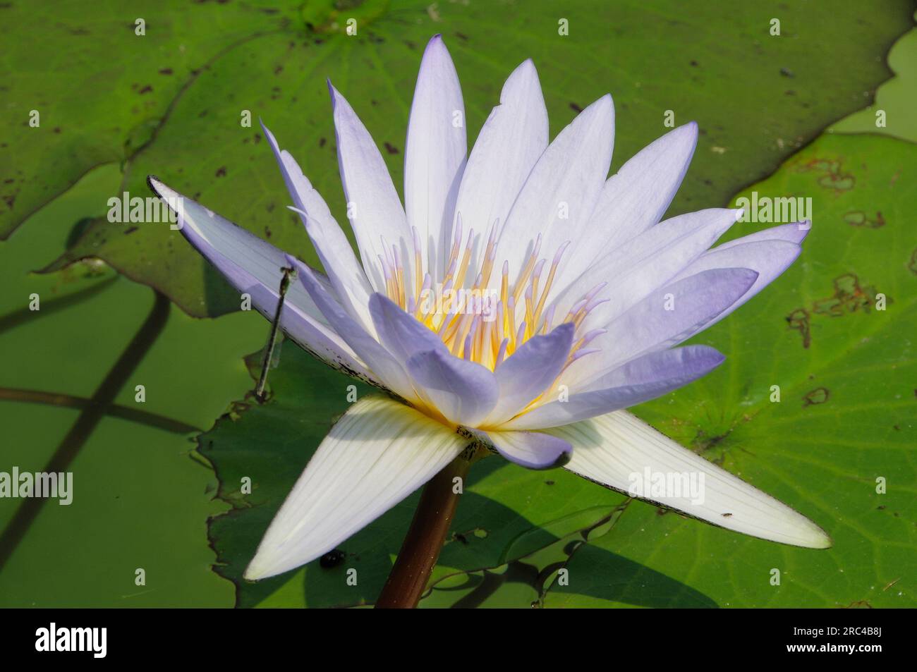 Italy, Piemonte, Lake Maggiore, Verbania, lotus flower, gardens of Villa Taranto, Pallanza. Stock Photo