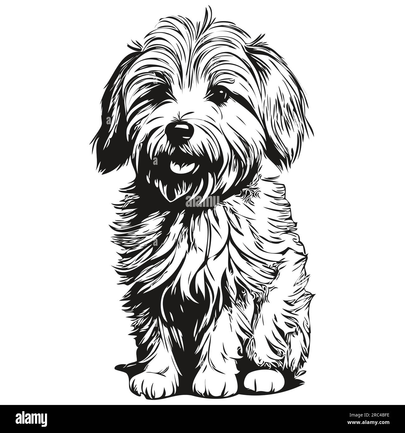 Coton de Tulear dog pet sketch illustration, black and white engraving