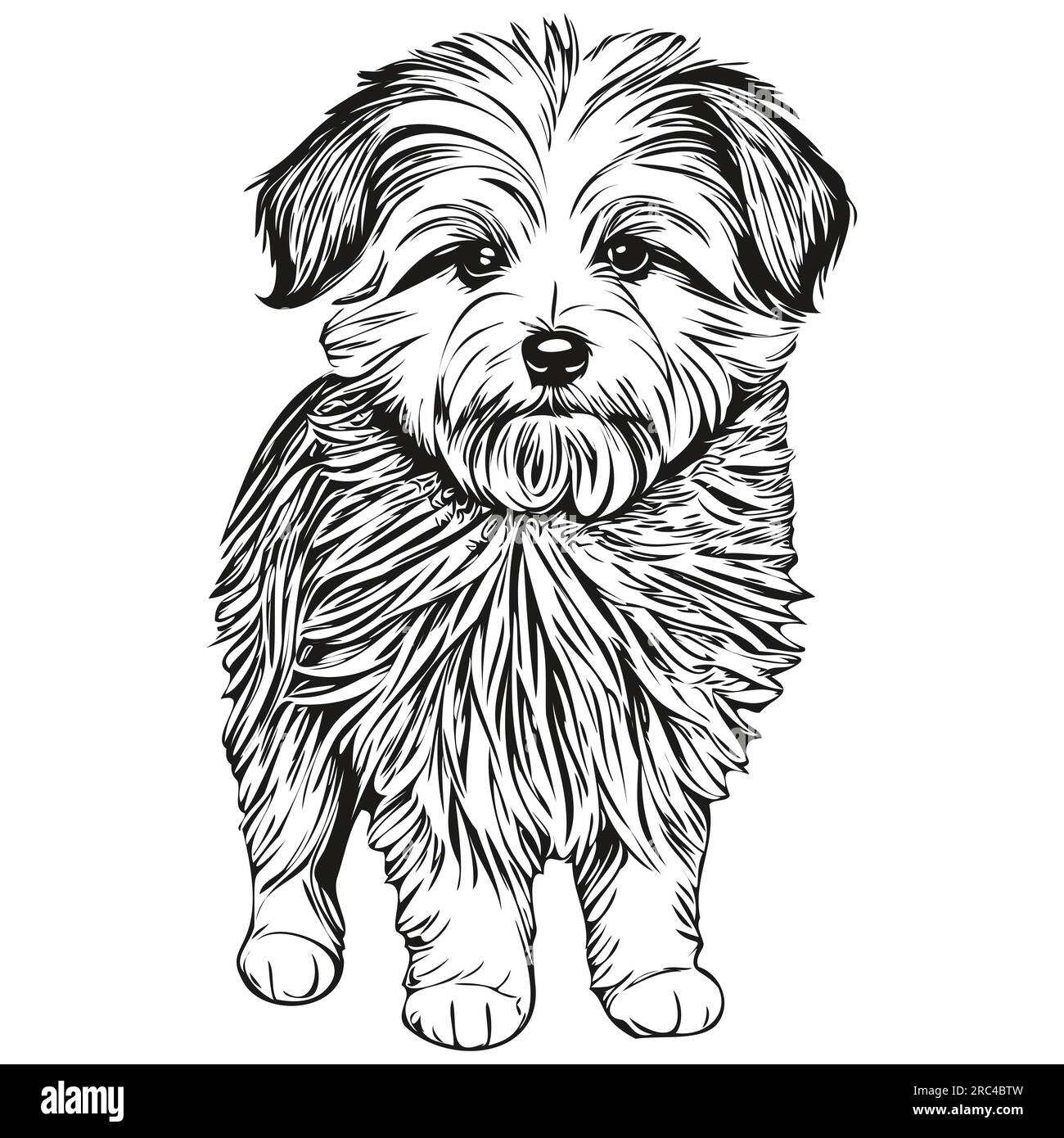 Coton de Tulear dog realistic pencil drawing in vector, line art