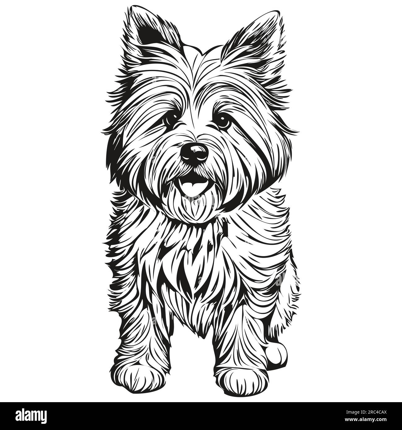 Coton de Tulear dog realistic pet illustration, hand drawing face black
