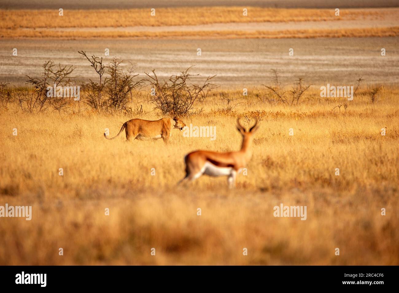 Predator of the past hi-res stock photography and images - Alamy
