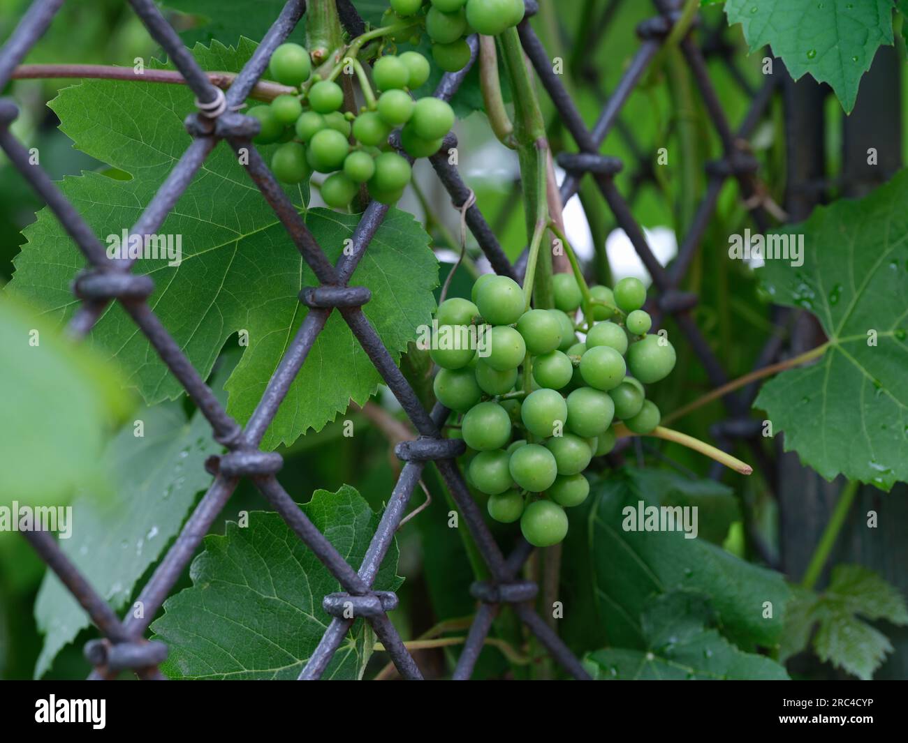 Unripe organic grapes hanging on a grape vine. Close up. Stock Photo