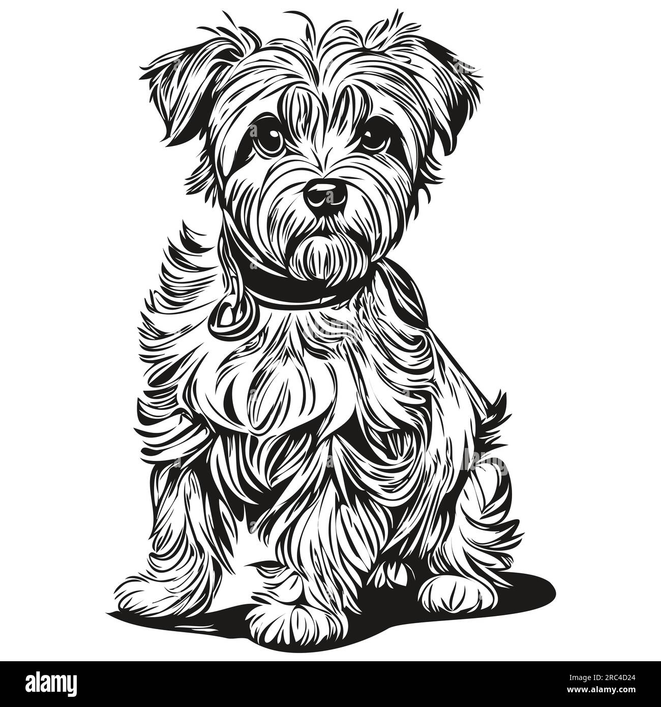 Dandie Dinmont Terriers dog realistic pet illustration, hand drawing