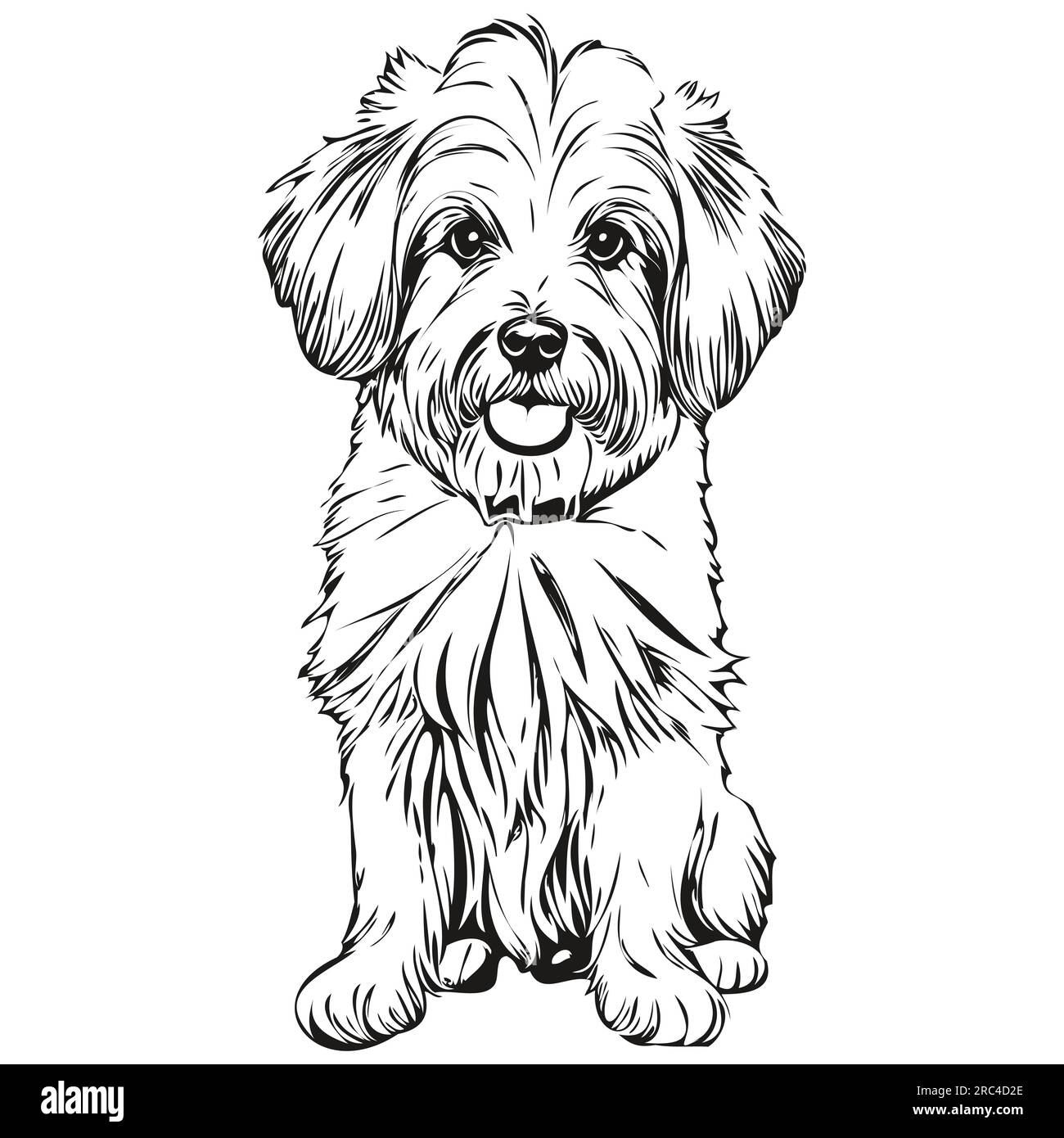 Coton de Tulear dog pet sketch illustration, black and white engraving