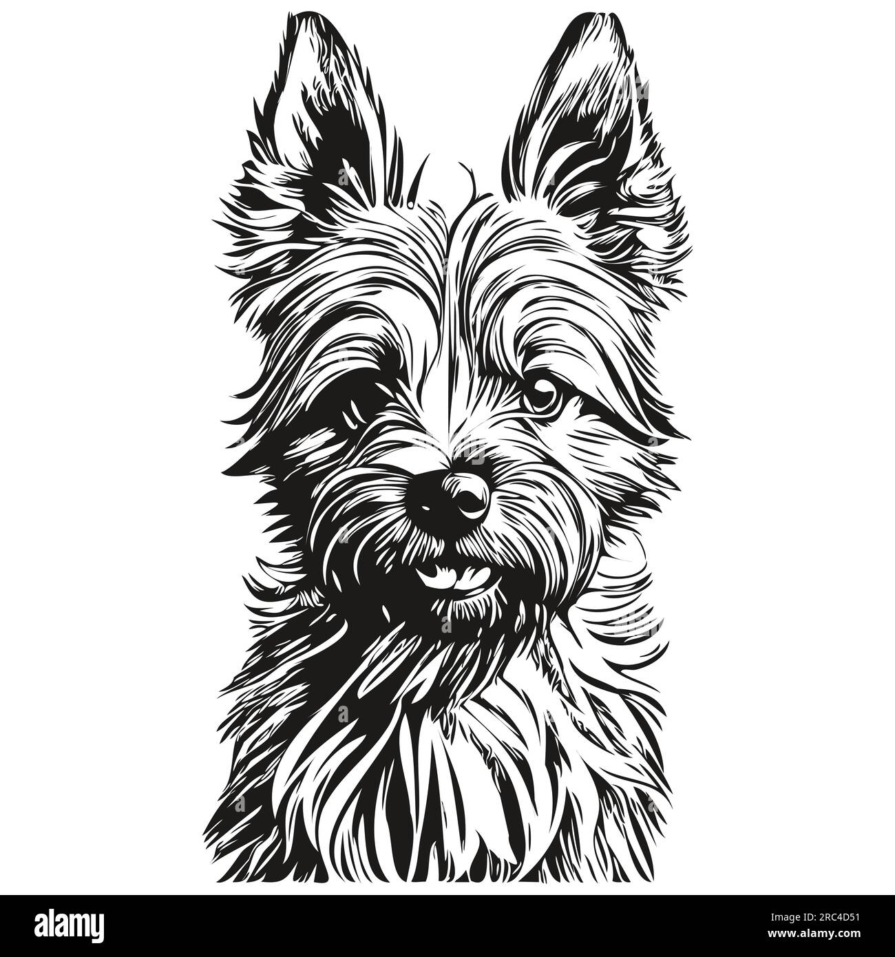 Cairn Terrier dog vector graphics, hand drawn pencil animal line ...