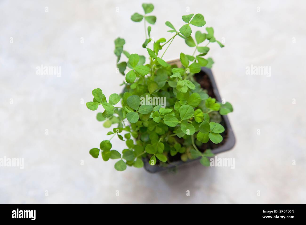 Plants, Flora, Trifolium dubium, Shamrock growing in small plastic container. Stock Photo