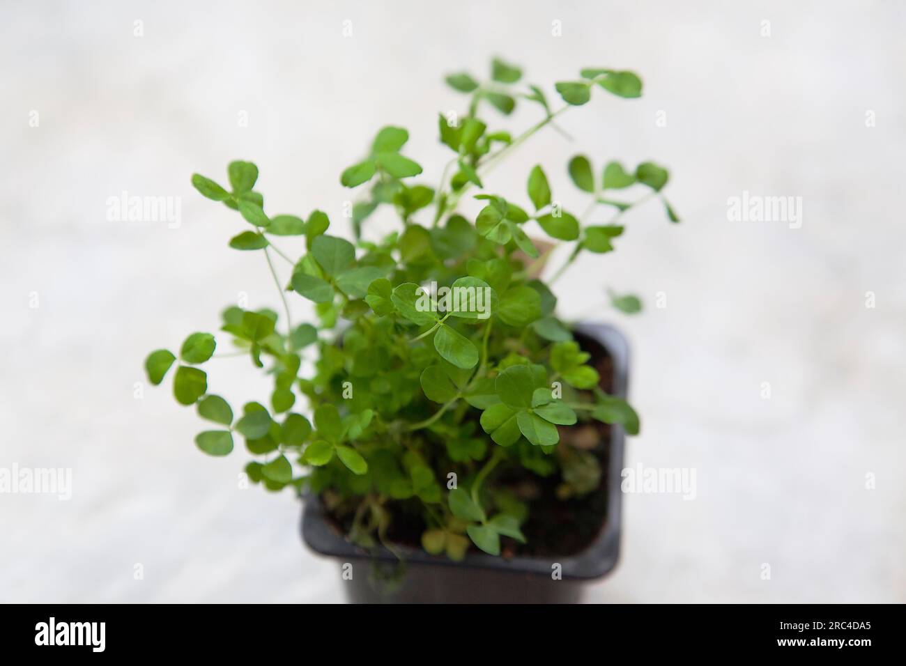 Plants, Flora, Trifolium dubium, Shamrock growing in small plastic container. Stock Photo