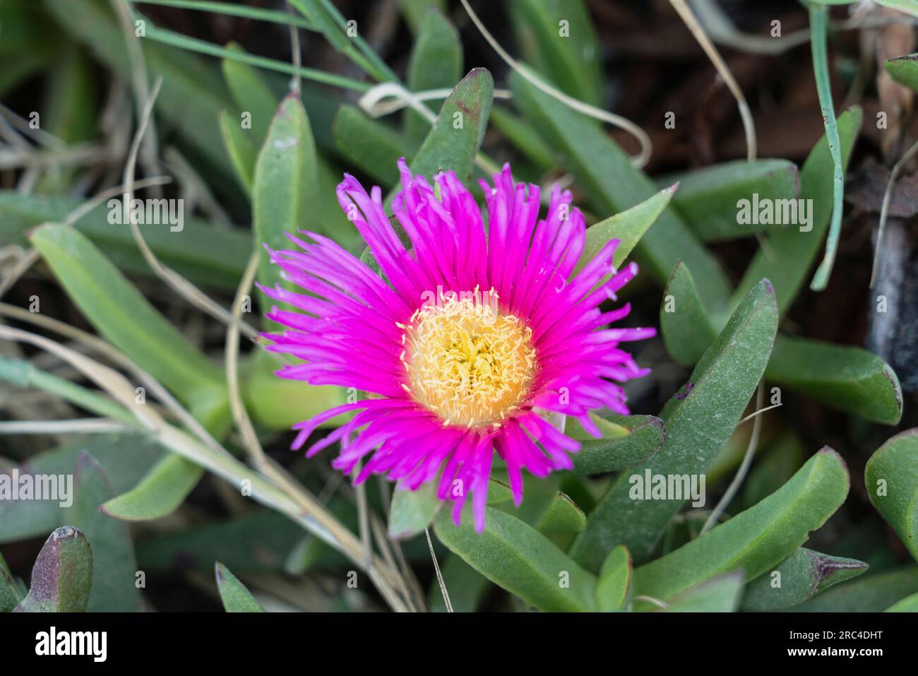 Plants, A flower of the ice plant or sour fig, Carpobrotus edulis, an