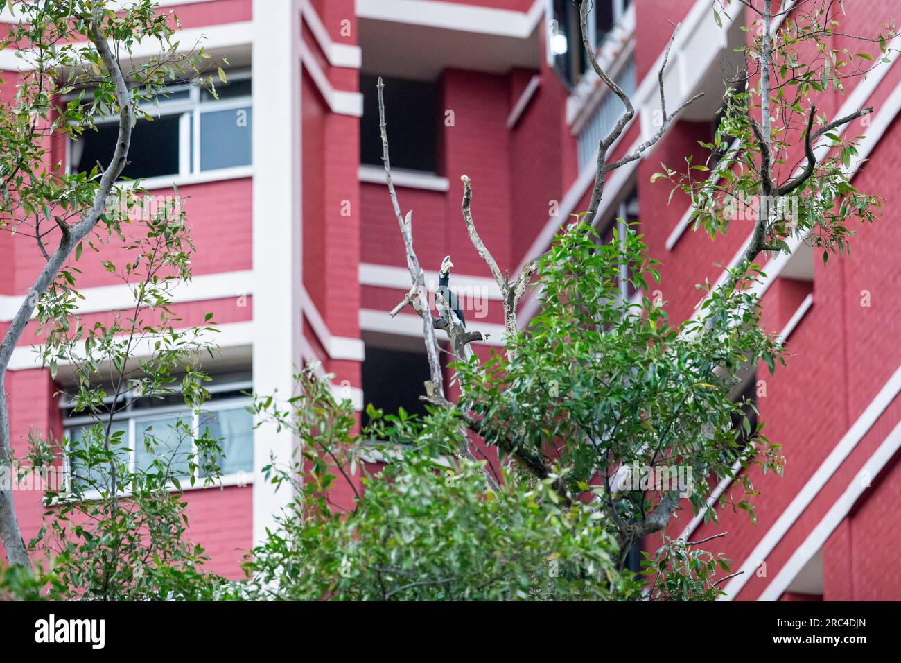 Adult male Oriental Pied Hornbill perching on a snag outside a block of flats, Singapore Stock Photo