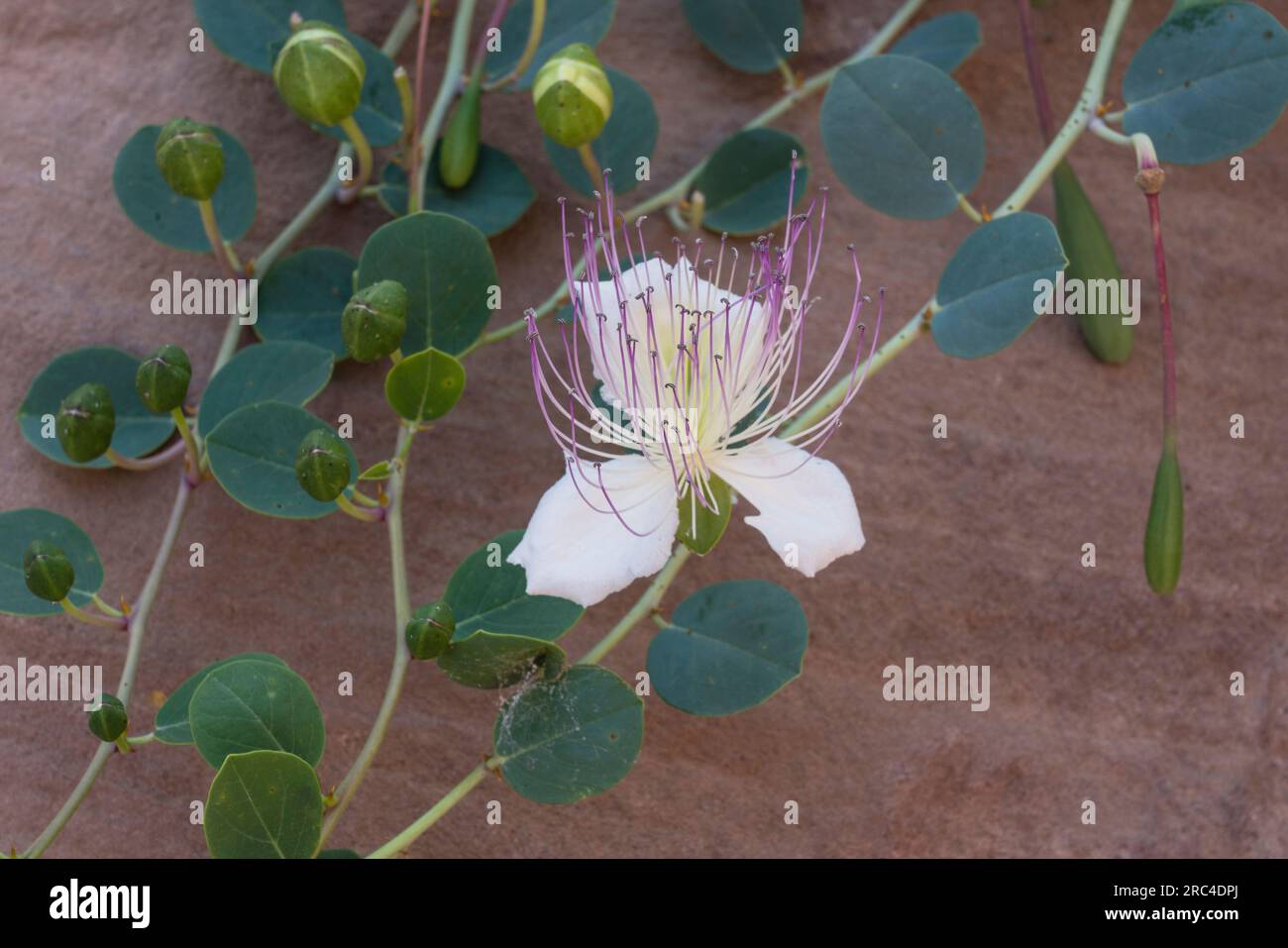Jordan, Petra, A caper flower, also called Flinders rose, Capparis