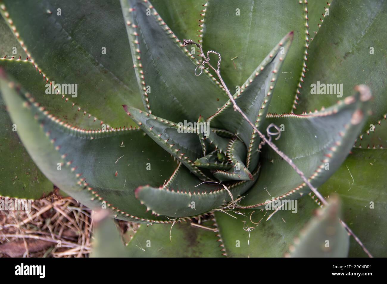 Aloe Vera plant in the botanical garden in Harare, Zimbabwe Stock Photo
