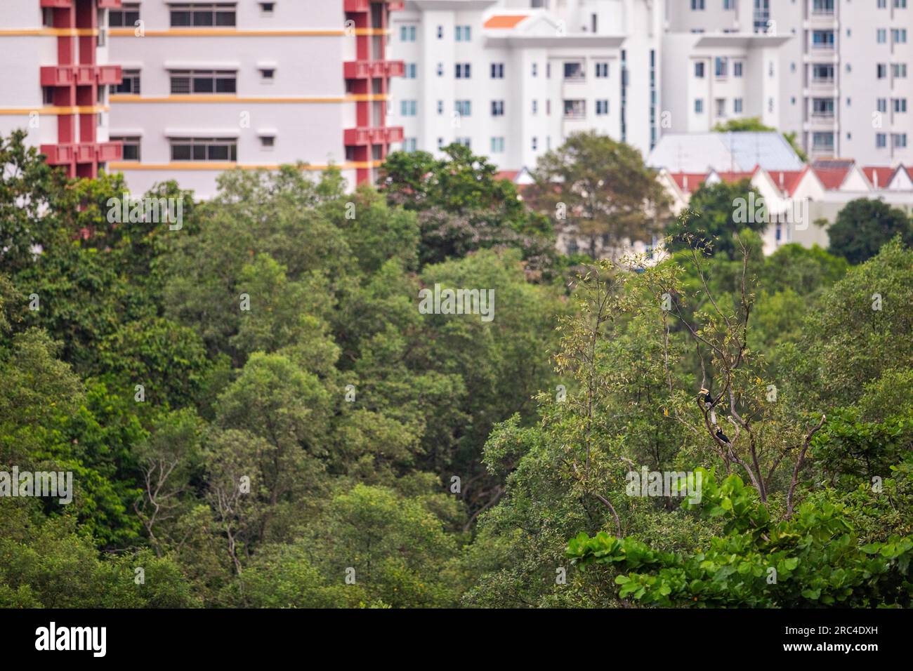 Pair of Oriental Pied Hornbills  perching on a snag outside a block of flats, Singapore Stock Photo