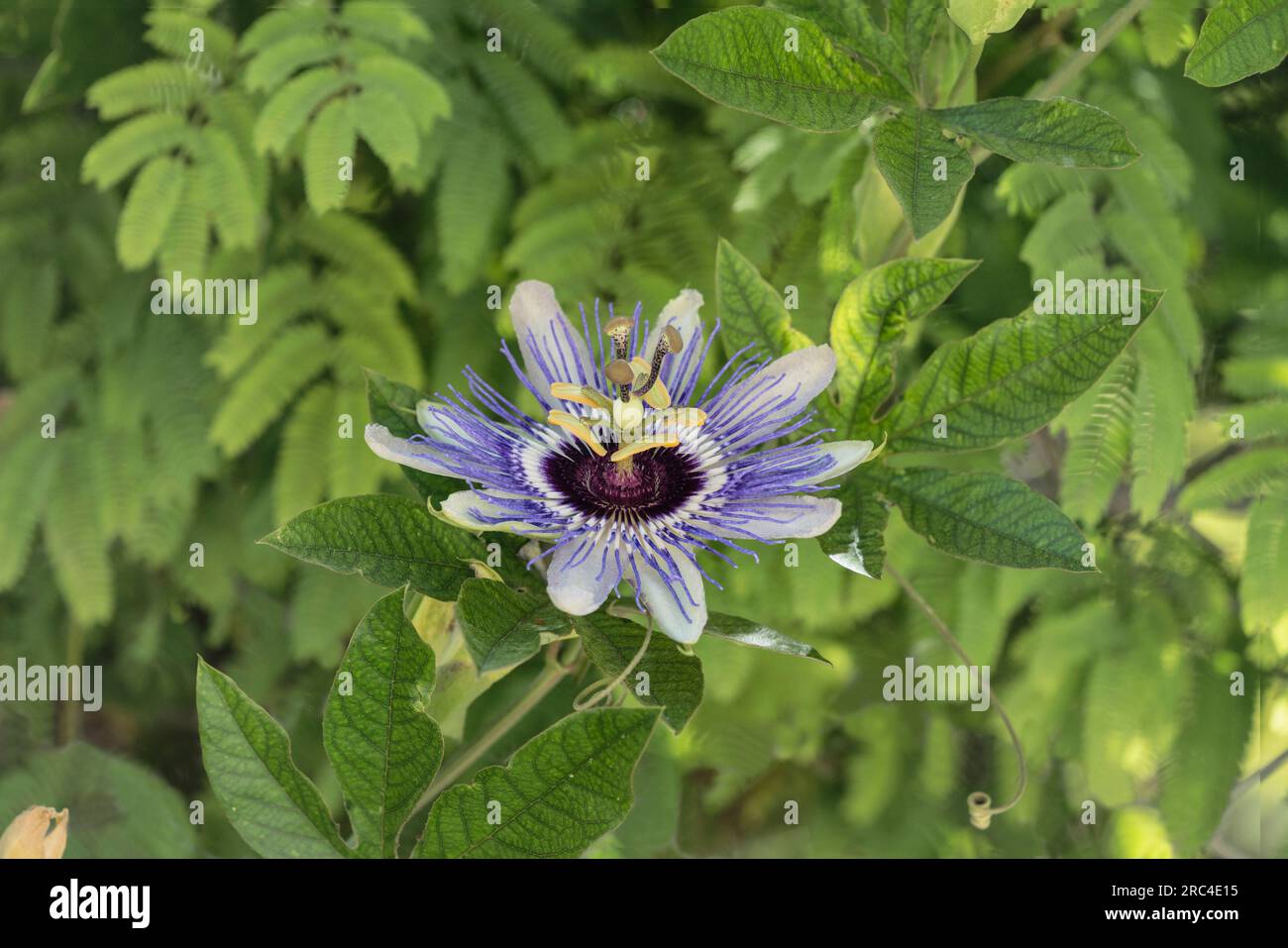Palestine, Bethany, A Passionflower, Genus Passiflora, in bloom in the town of Bethany in the West Bank of the Occupied Palestinian Territory. A passi Stock Photo
