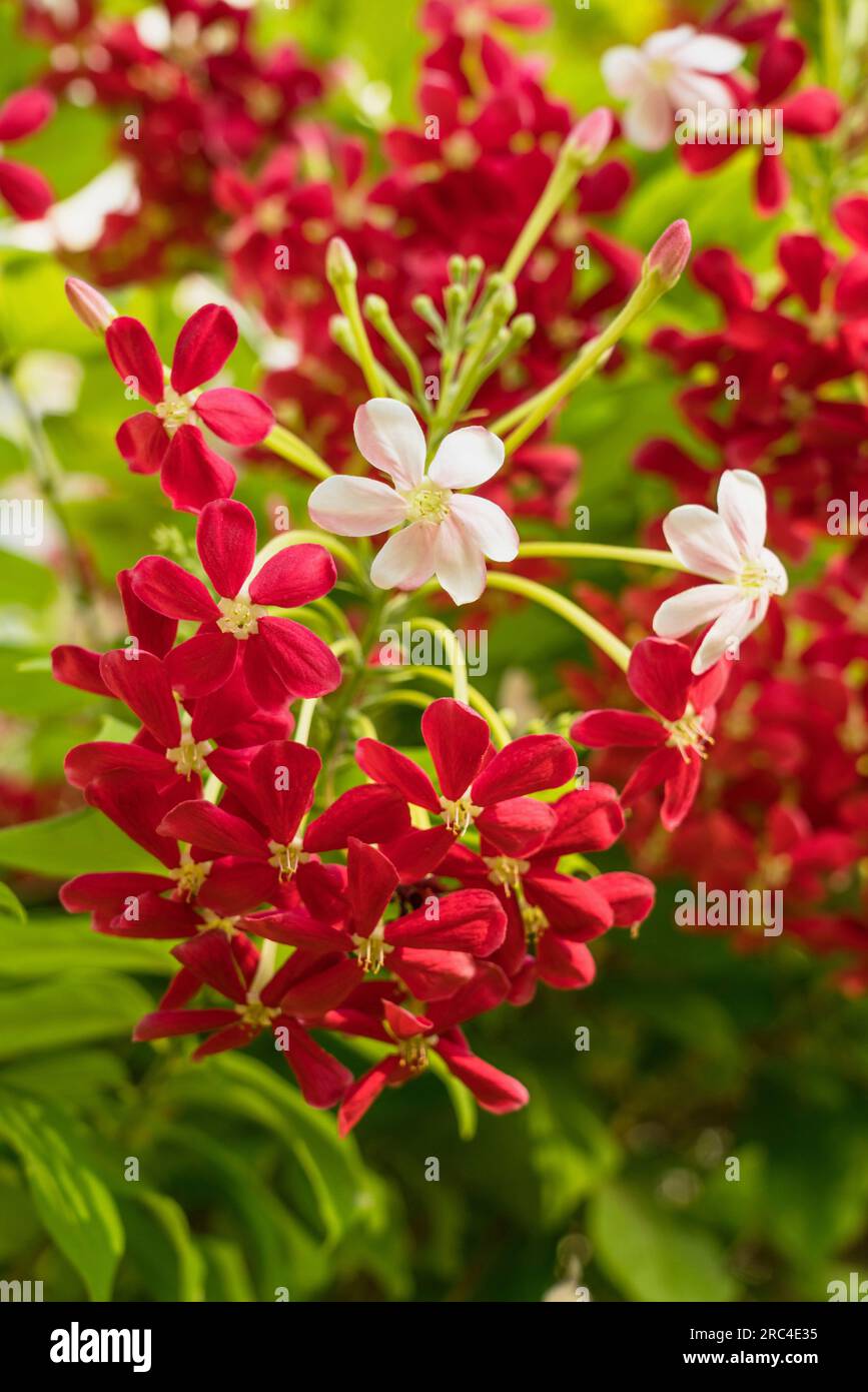 Israel, Tiberius, Rangoon creeper or Chinese honeysuckle, Combretum indicum, on the gardens of a hotel in Tiberius in Israel. It is native to Asia but Stock Photo