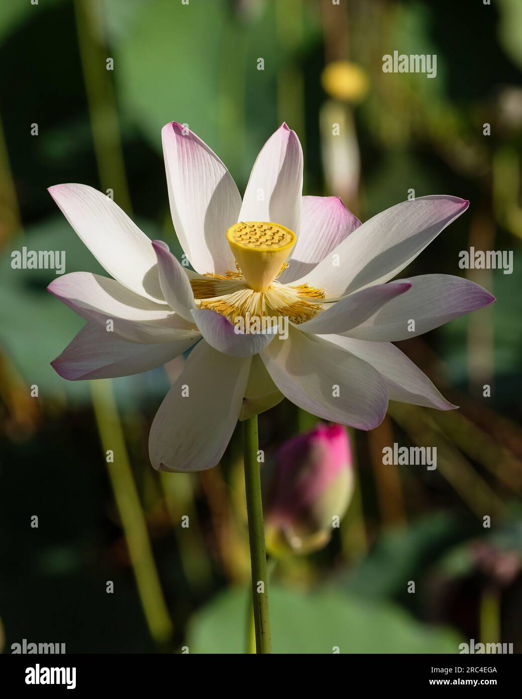Guyana, DemeraraMahaica Region, Lotus flower, Nelumbo