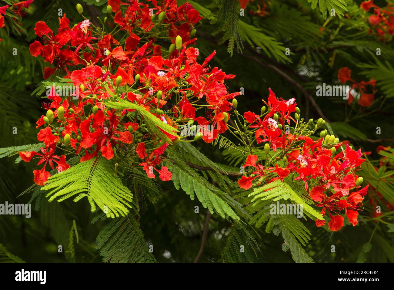 Plants, Trees, Flowers, A Flame Tree, Flamboyant, or Royal Poinciana Tree, Delonix regia, in bloom in the Dominican Republic. Stock Photo