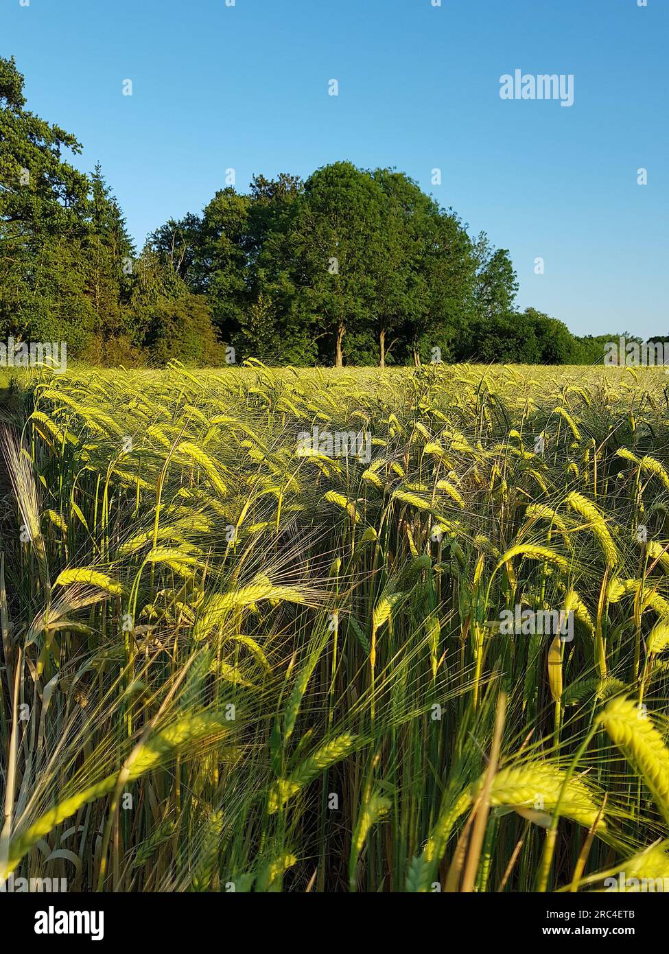 View across a field of barley outside Finchingfield in Essex, UK. Stock Photo