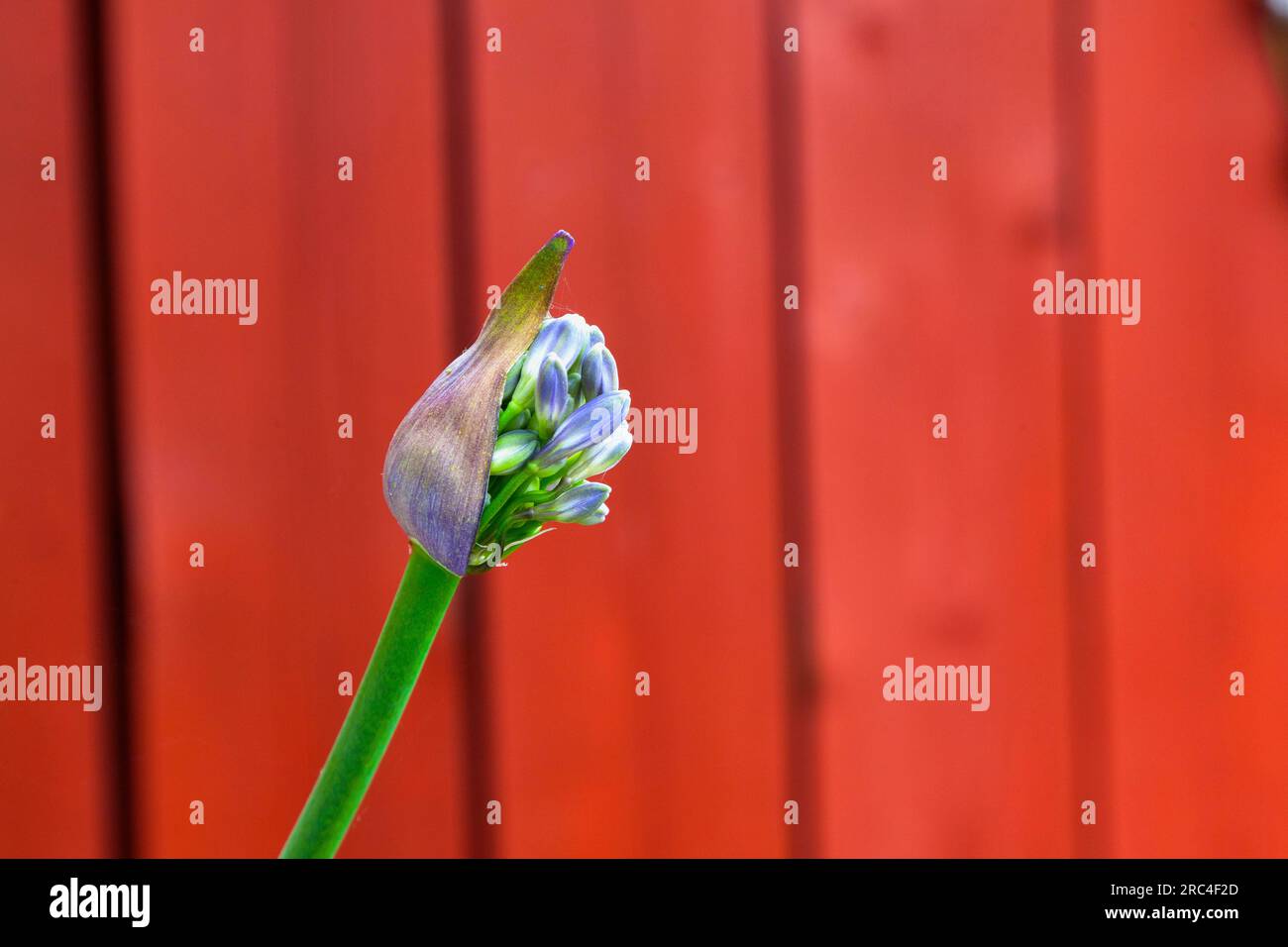 Flora, Flowers, Blue coloured Agapanthus growing outdoor in garden. Agapanthus Stock Photo