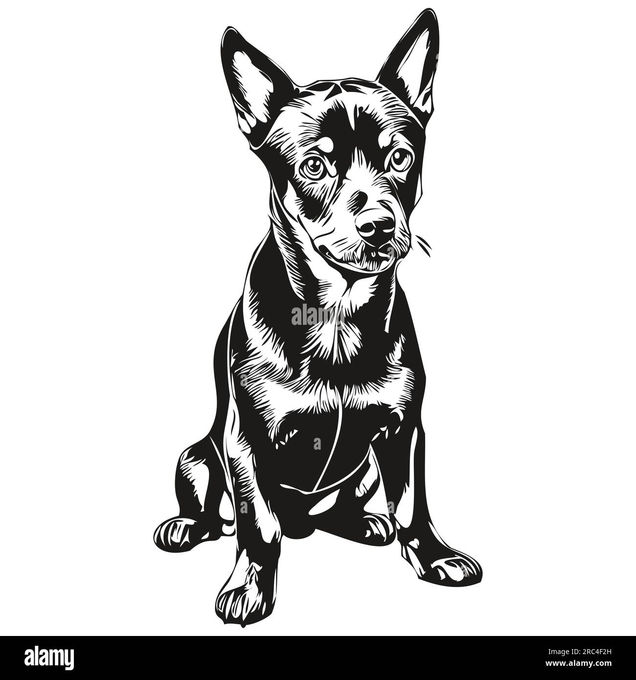 German Pinscher dog face vector portrait, funny outline pet