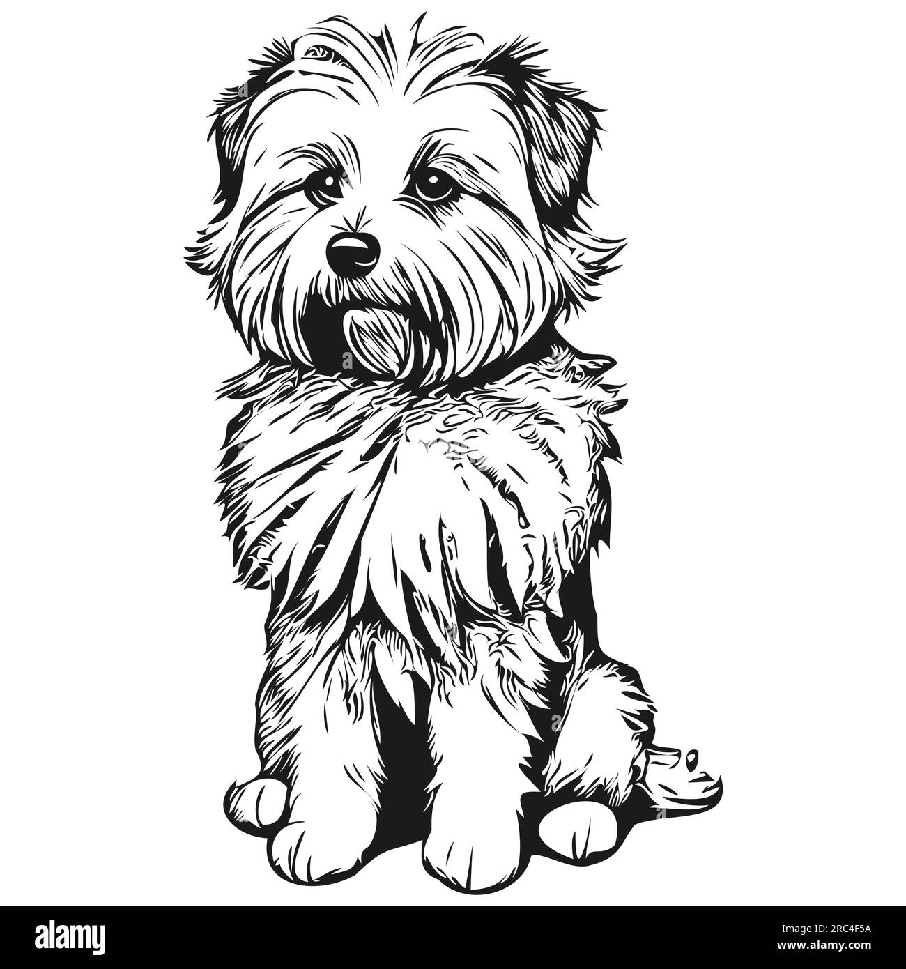 Coton de Tulear dog pet sketch illustration, black and white engraving