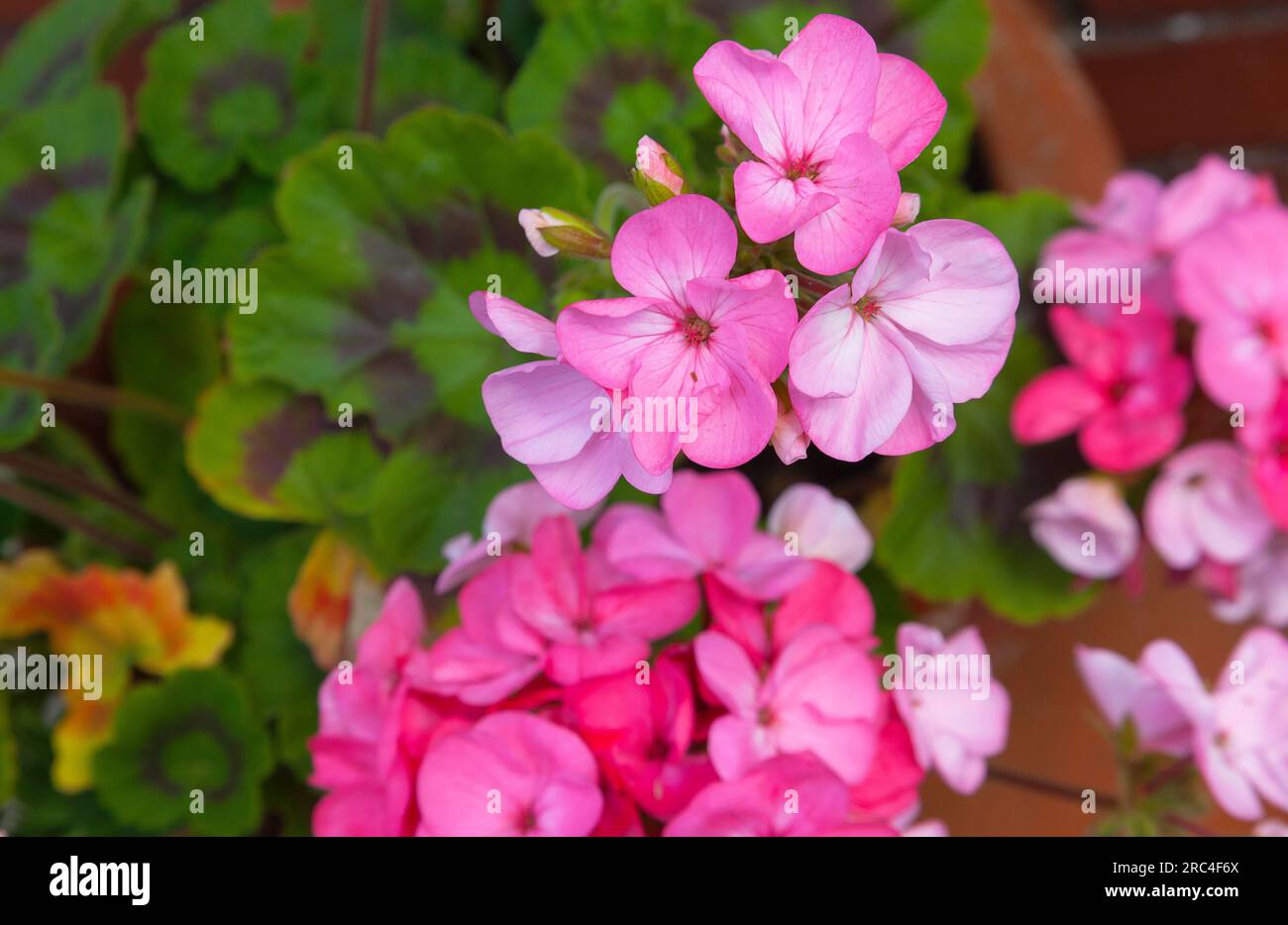 Flora, Flowers, Pink coloured Geranium growing outdoor in garden. Stock Photo