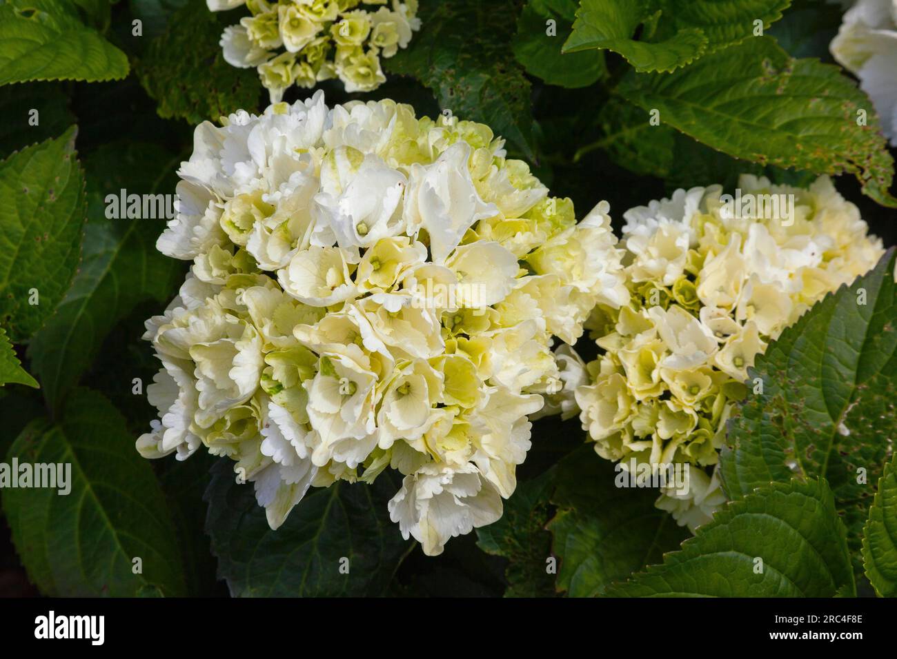 Flora, Flowers, White coloured Hydrangea growing outdoor in garden. Stock Photo