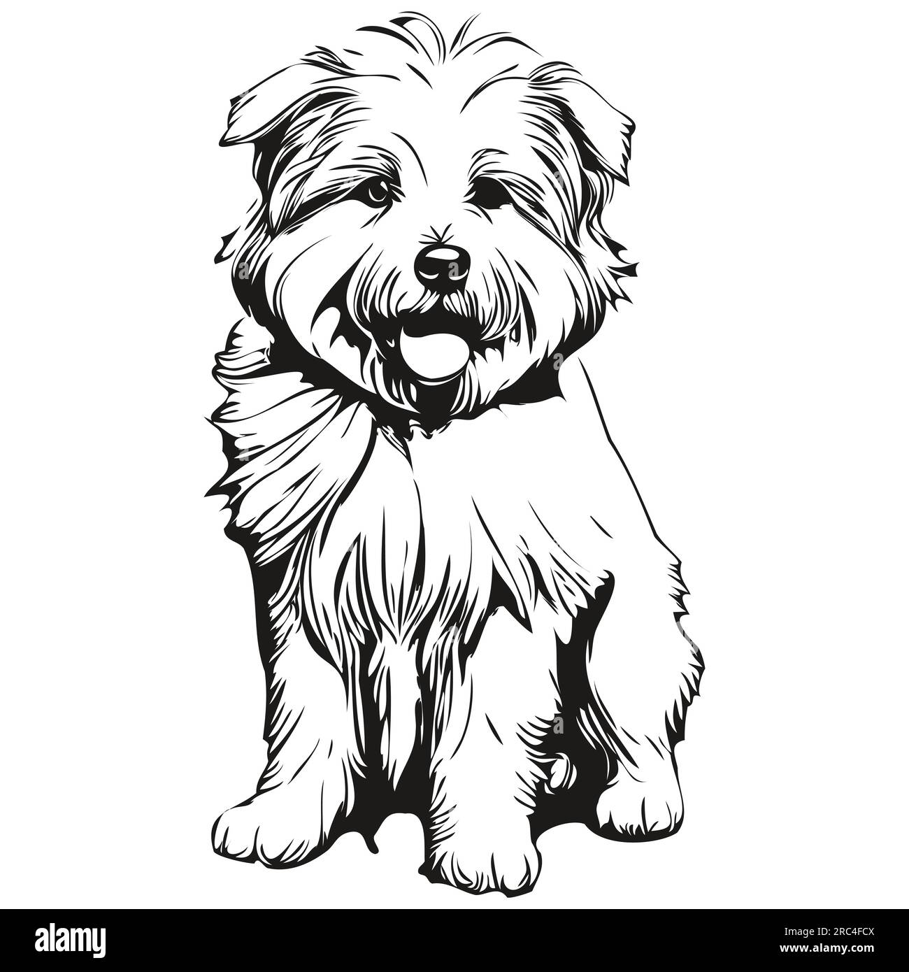 Coton de Tulear dog realistic pencil drawing in vector, line art