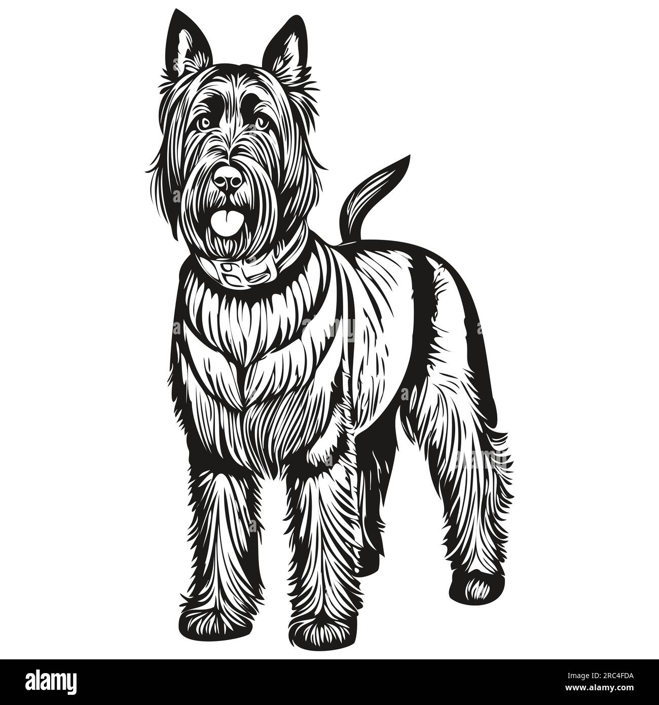 Giant Schnauzer dog realistic pencil drawing in vector, line art illustration of dog face black
