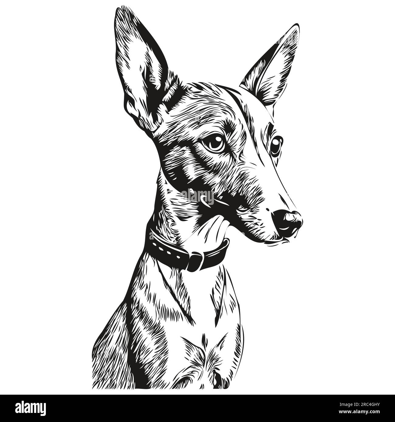 Italian Greyhound dog ink sketch drawing, vintage tattoo or t shirt