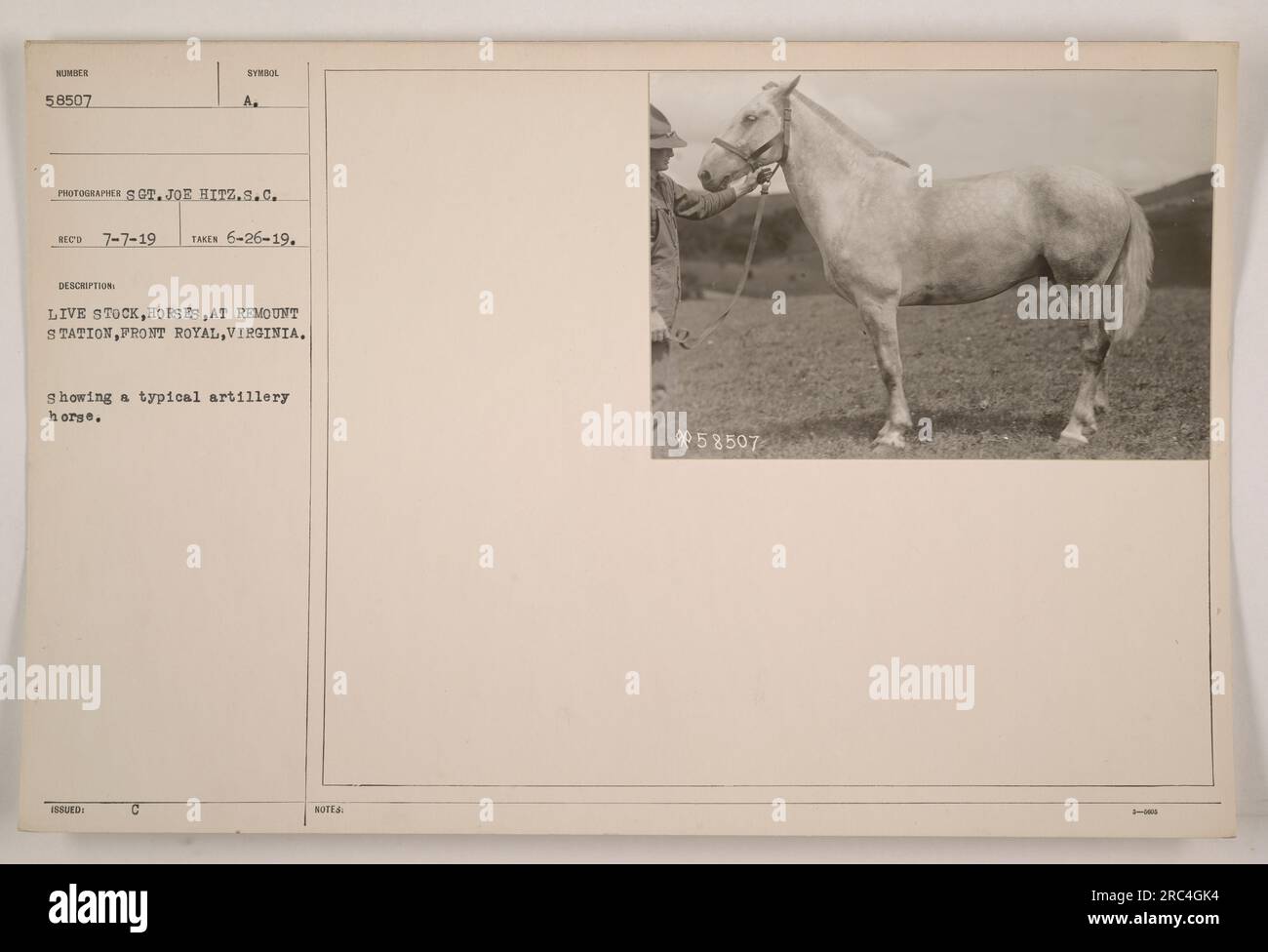 Caption "Live Stock Horses at the Remount Depot, Front Royal