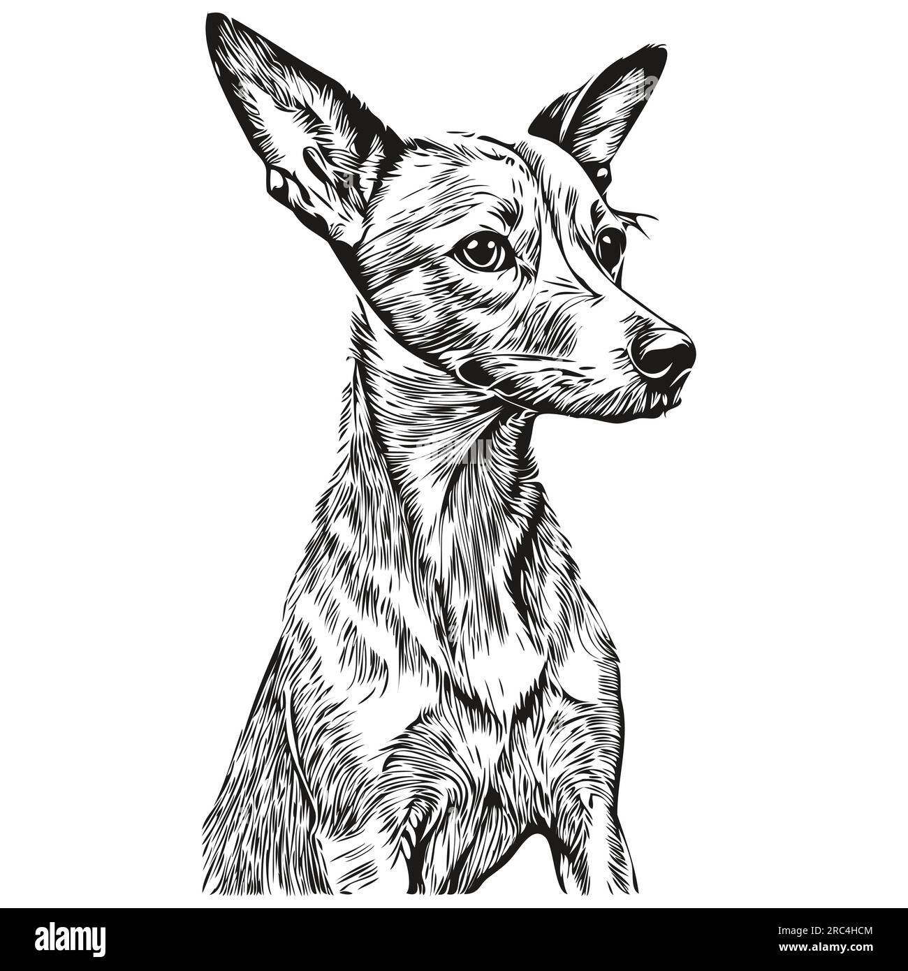 Italian Greyhound dog realistic pet illustration, hand drawing face ...