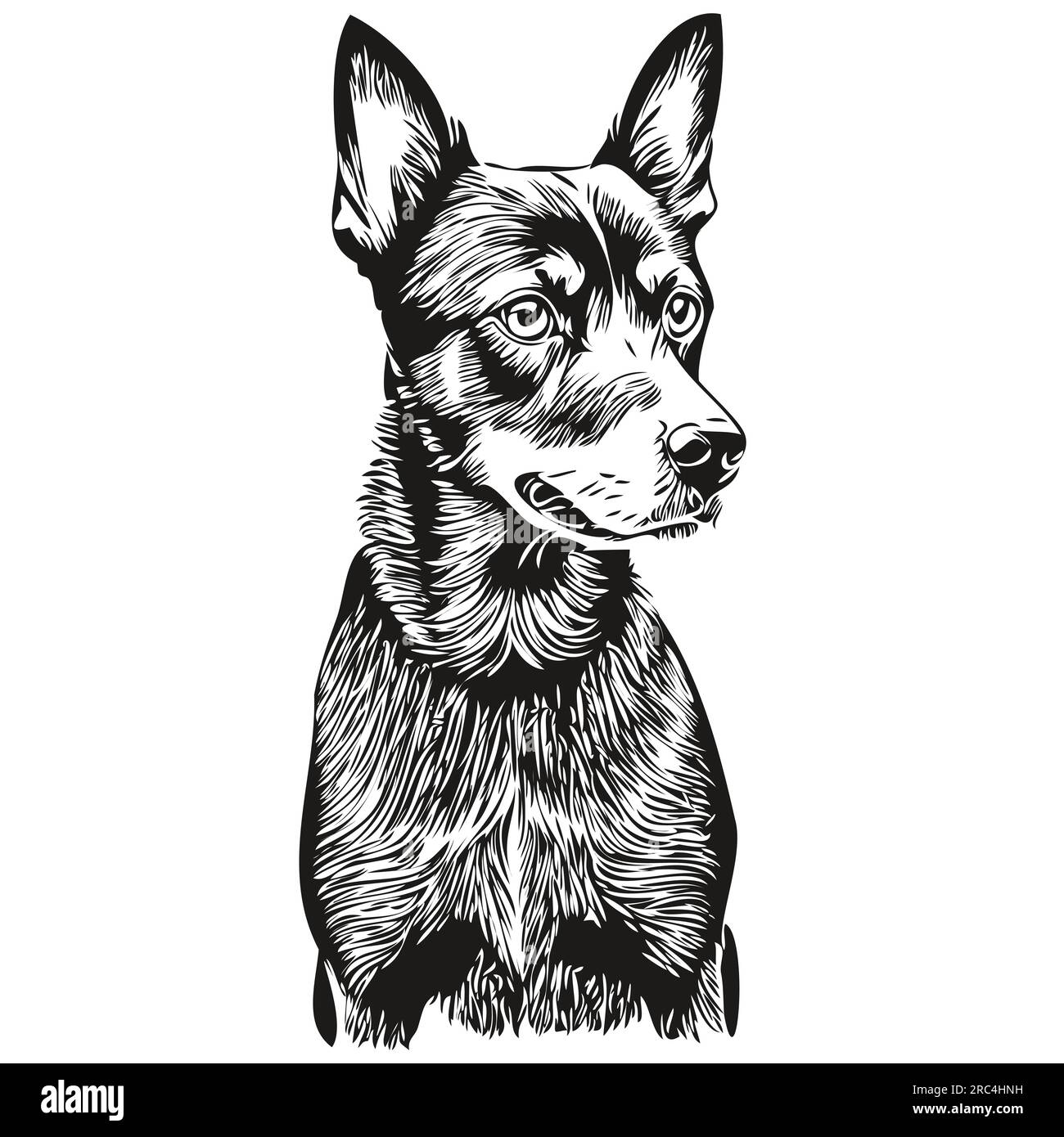 Manchester Terrier dog realistic pencil drawing in vector, line art ...