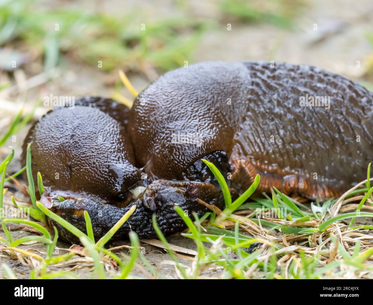 Slugs eating a dead slug in Austwick in the Yorkshire Dales, UK Stock