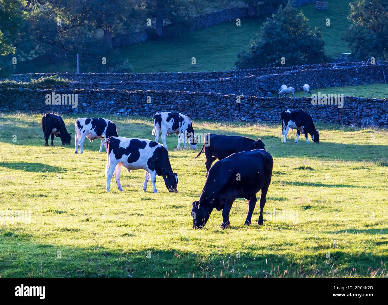 White cows in field yorkshire hi-res stock photography and images - Alamy