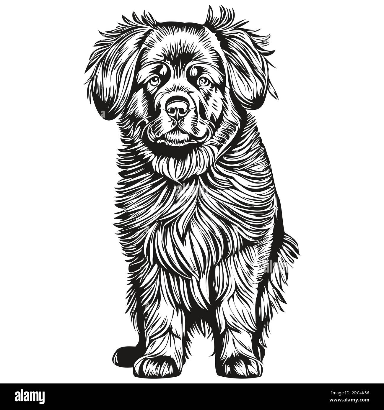 Newfoundland dog face vector portrait, funny outline pet illustration white background Stock