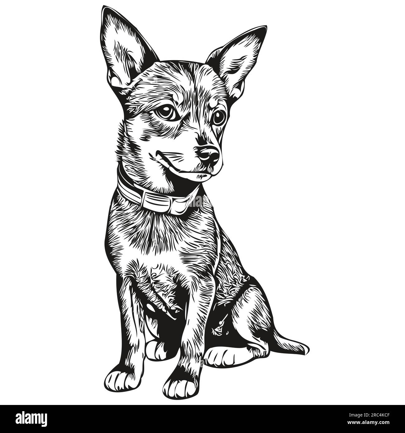 Pinscher breed dog Stock Vector Images - Alamy