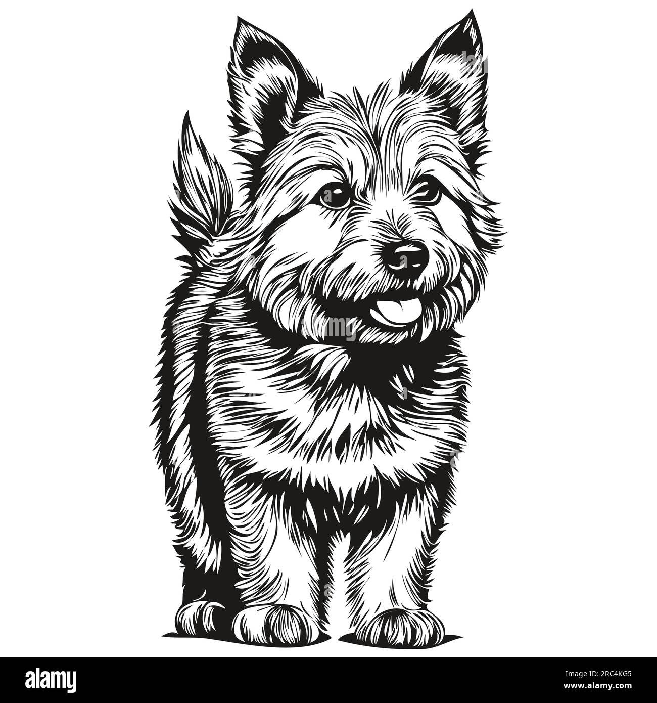 Norwich Terrier dog face vector portrait, funny outline pet illustration white background Stock