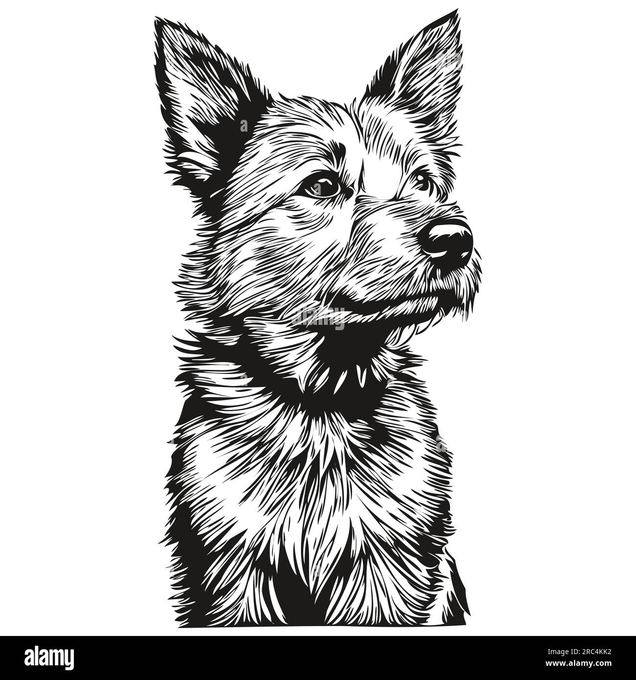 Norwich Terrier dog head line drawing vector,hand drawn illustration