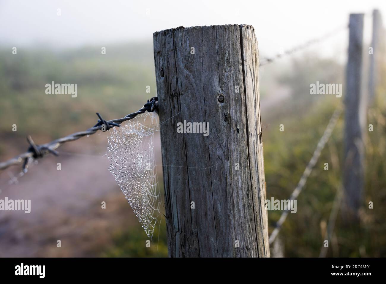 Cobweb with water droplets from early morning mist hangs from a barbed wire and wooden post fence. The background is blurred. Stock Photo