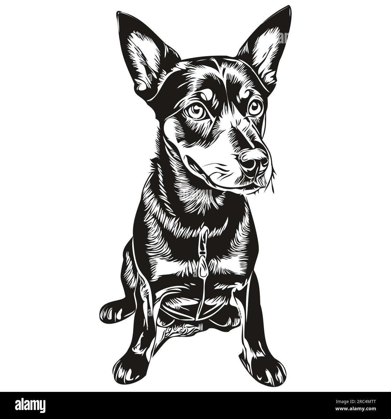 Manchester Terrier dog face vector portrait, funny outline pet illustration white background