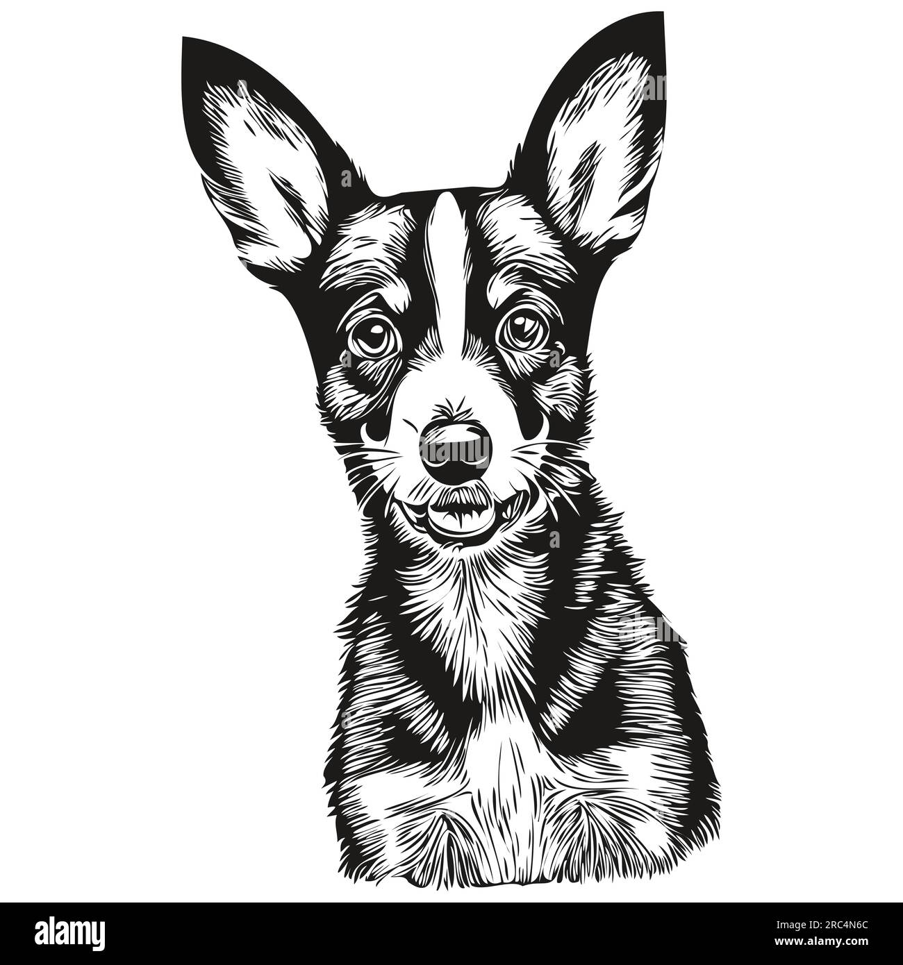 Rat Terrier dog isolated drawing on white background, head pet line