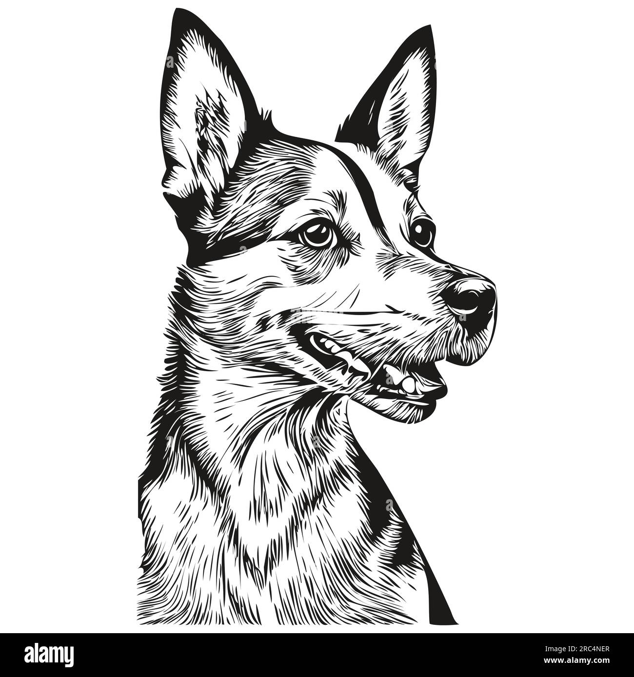 Rat Terrier dog vector face drawing portrait, sketch vintage style ...